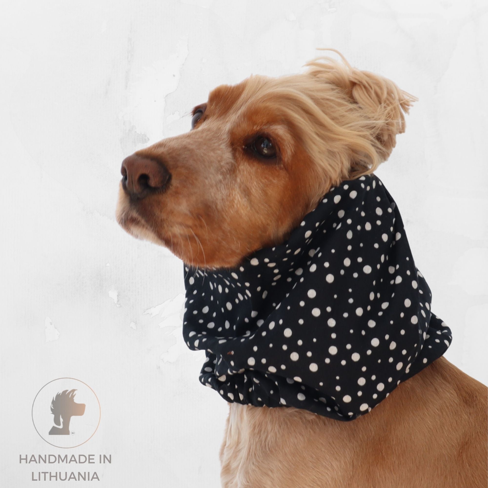 Golden English Cocker Spaniel wearing a black cotton dog snood patterned with scattered white dots.