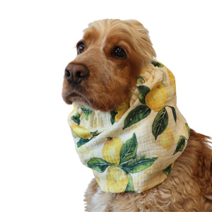 Cocker spaniel wearing muslin dog snood with lemon print by Distinguish Me