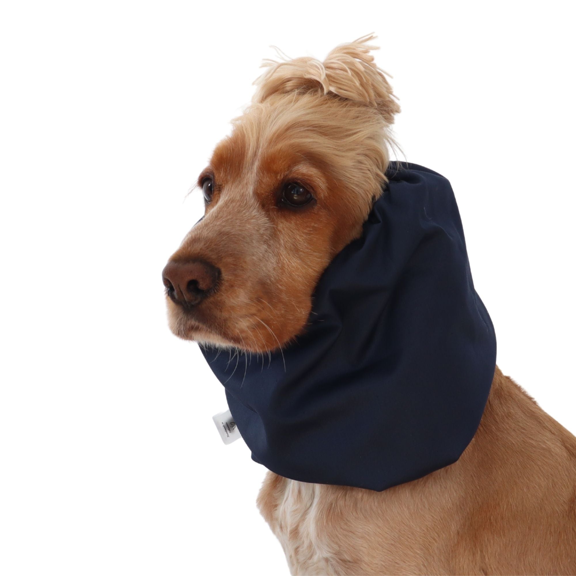 Golden English Cocker Spaniel wearing a solid deep navy cotton dog snood over its long ears.