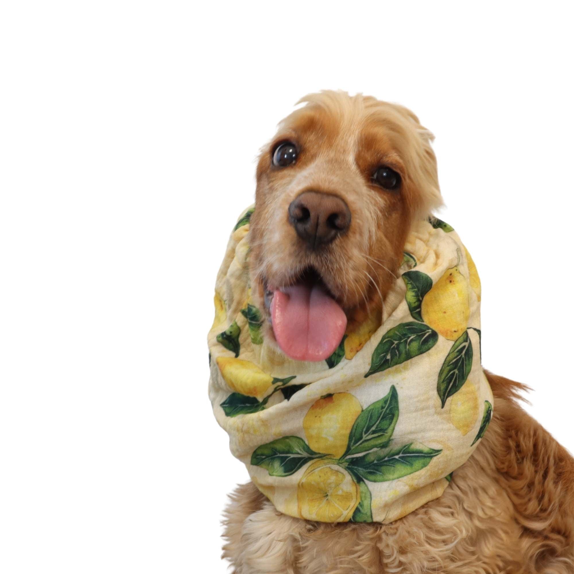 Cocker wearing muslin dog snood with lemon print – Lemon Tree design by Distinguish Me