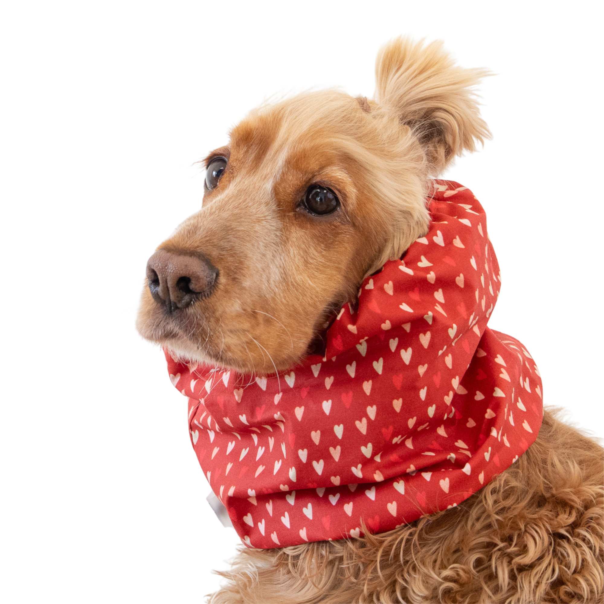 Long ear dog snood with red hearts pattern for daily use
