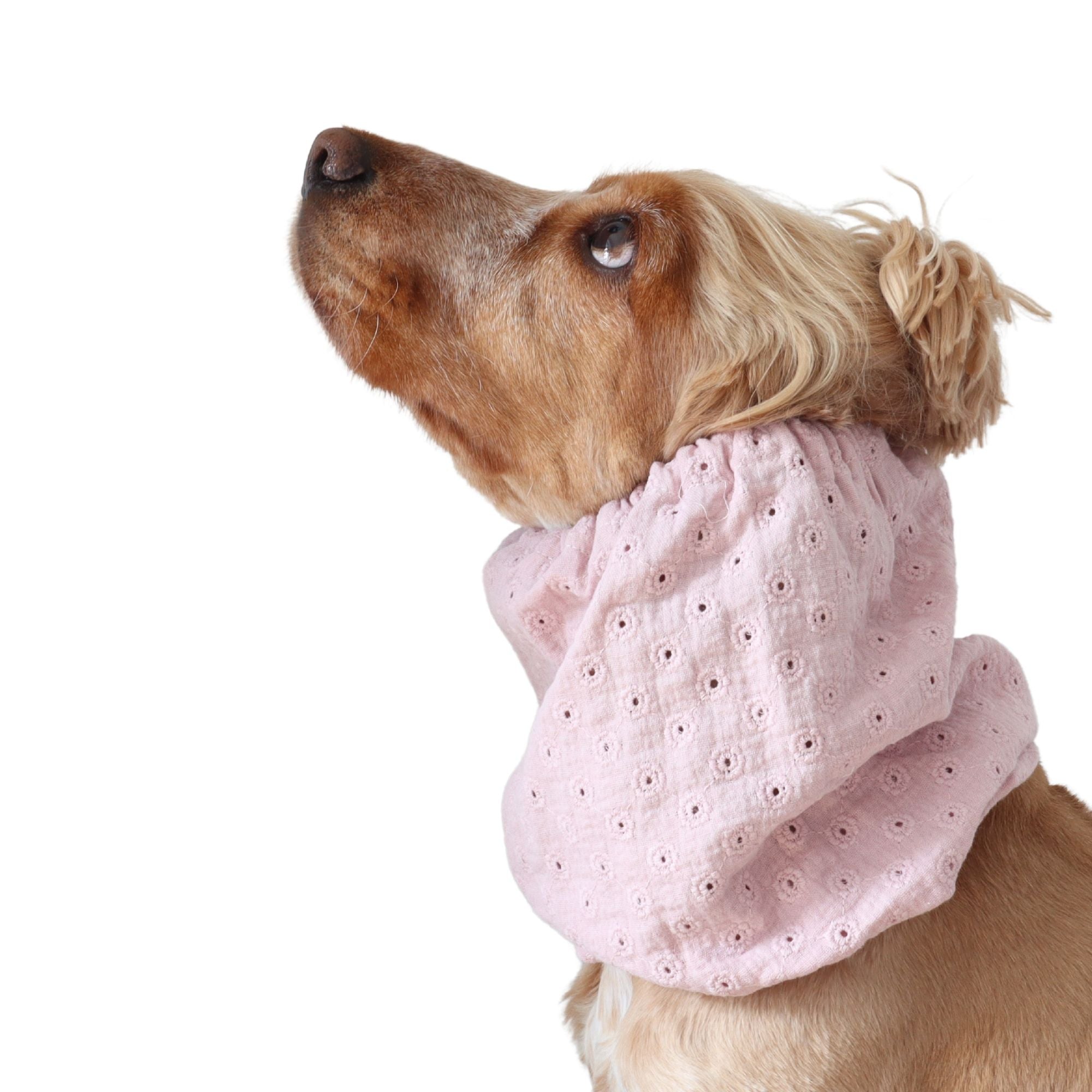 Golden English Cocker Spaniel wearing a blush pink embroidered cotton muslin dog snood with delicate eyelet details.