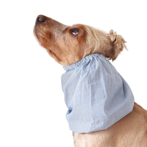 Golden English Cocker Spaniel wearing a fine blue and white pinstripe cotton muslin dog snood.