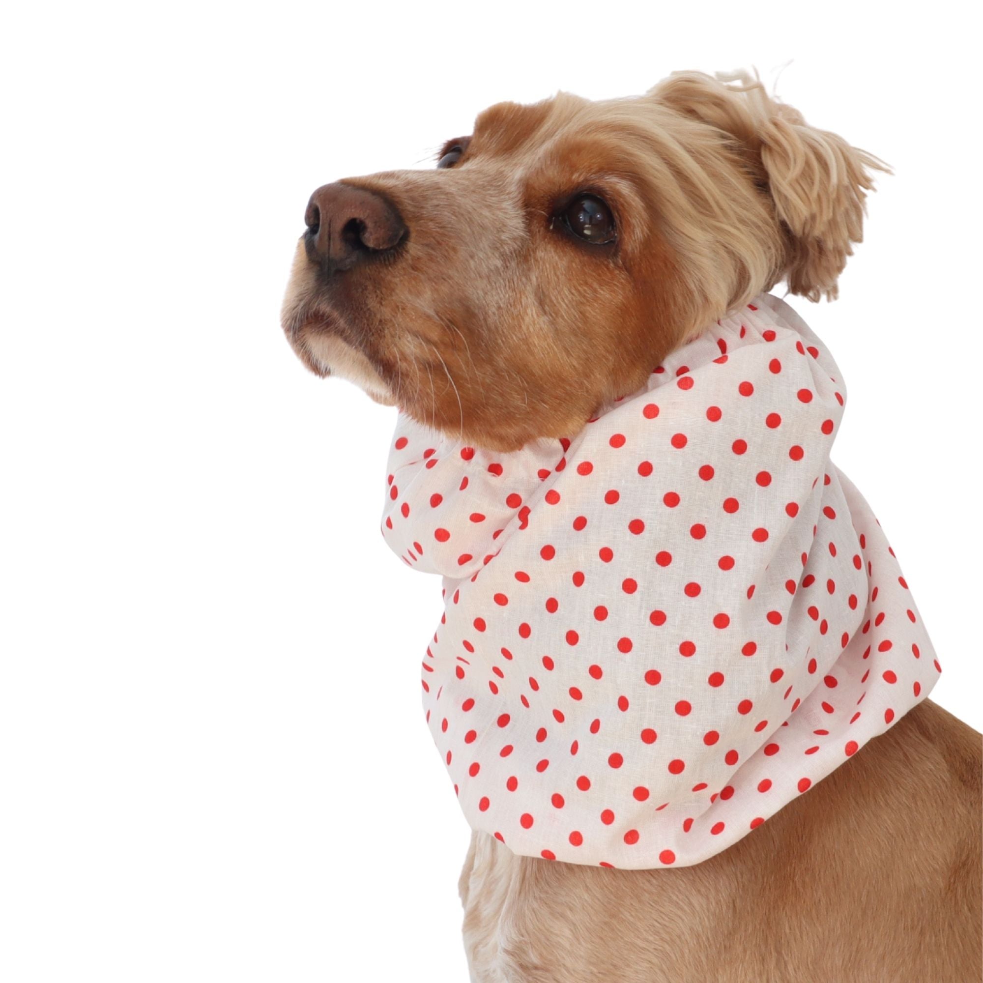 Golden English Cocker Spaniel wearing a white cotton dog snood patterned with bright red polka dots.