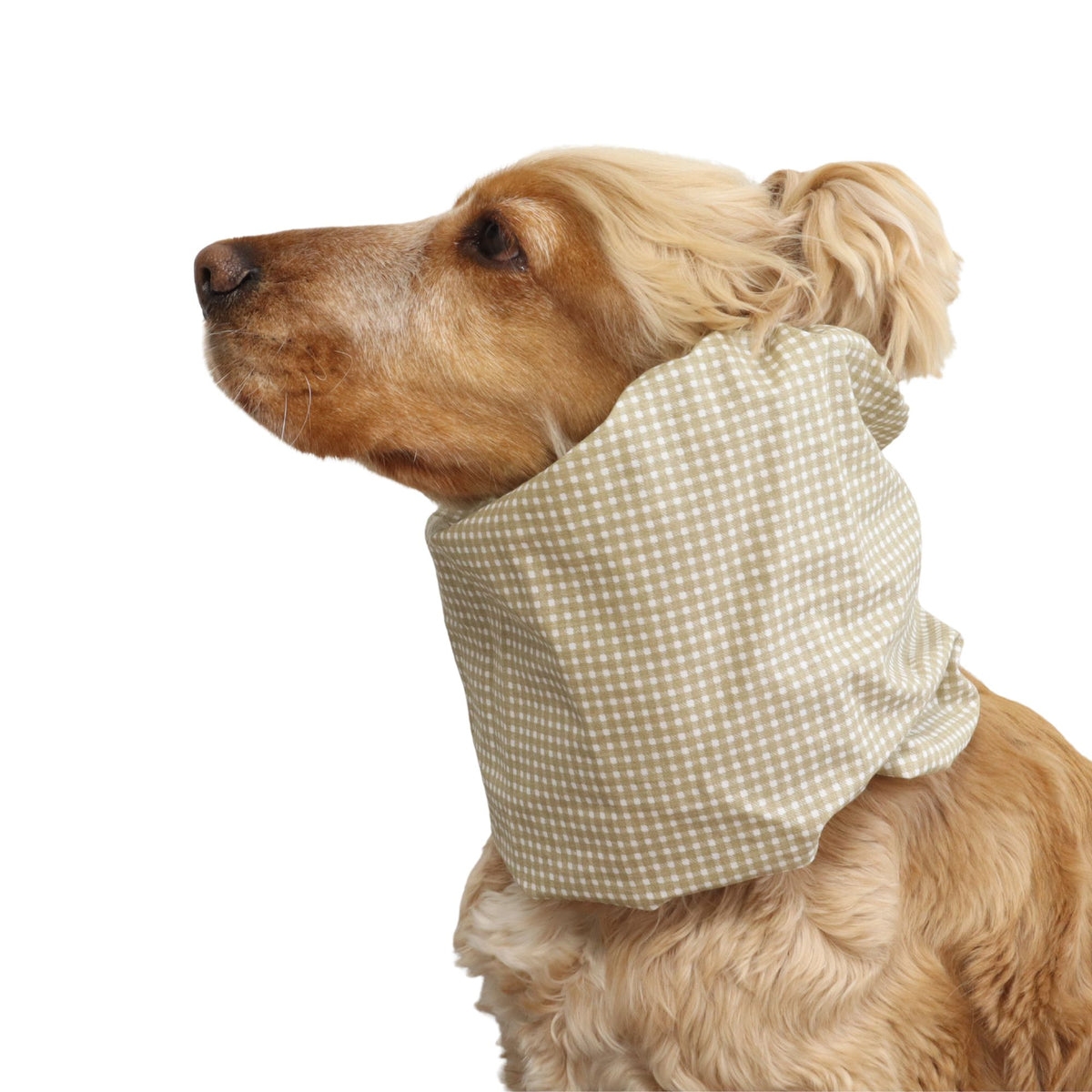 Side view of a Cocker Spaniel wearing the Beige Cells cotton dog snood, showing how it keeps long ears covered during feeding and daily walks.