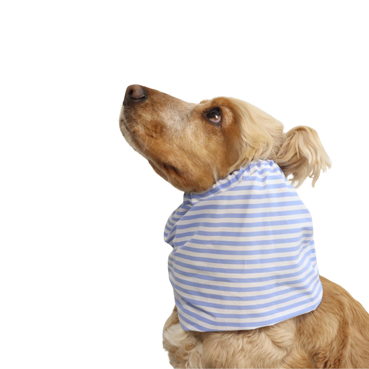 Cocker Spaniel wearing the Captain’s Style summer snood from another angle, showing the lightweight cotton fabric and fit around the neck.