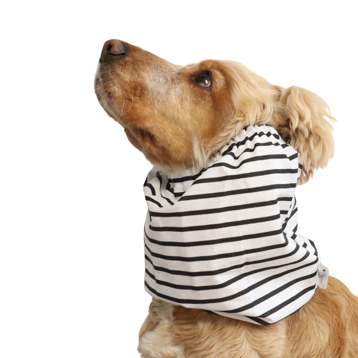 Cocker Spaniel wearing the Mono Stripes summer snood from another angle, showing the lightweight cotton fabric and fit around the neck.