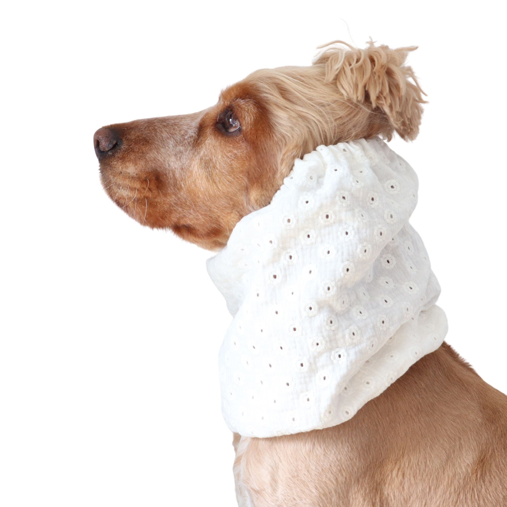 Golden English Cocker Spaniel wearing a white embroidered cotton muslin dog snood with delicate floral eyelet details.
