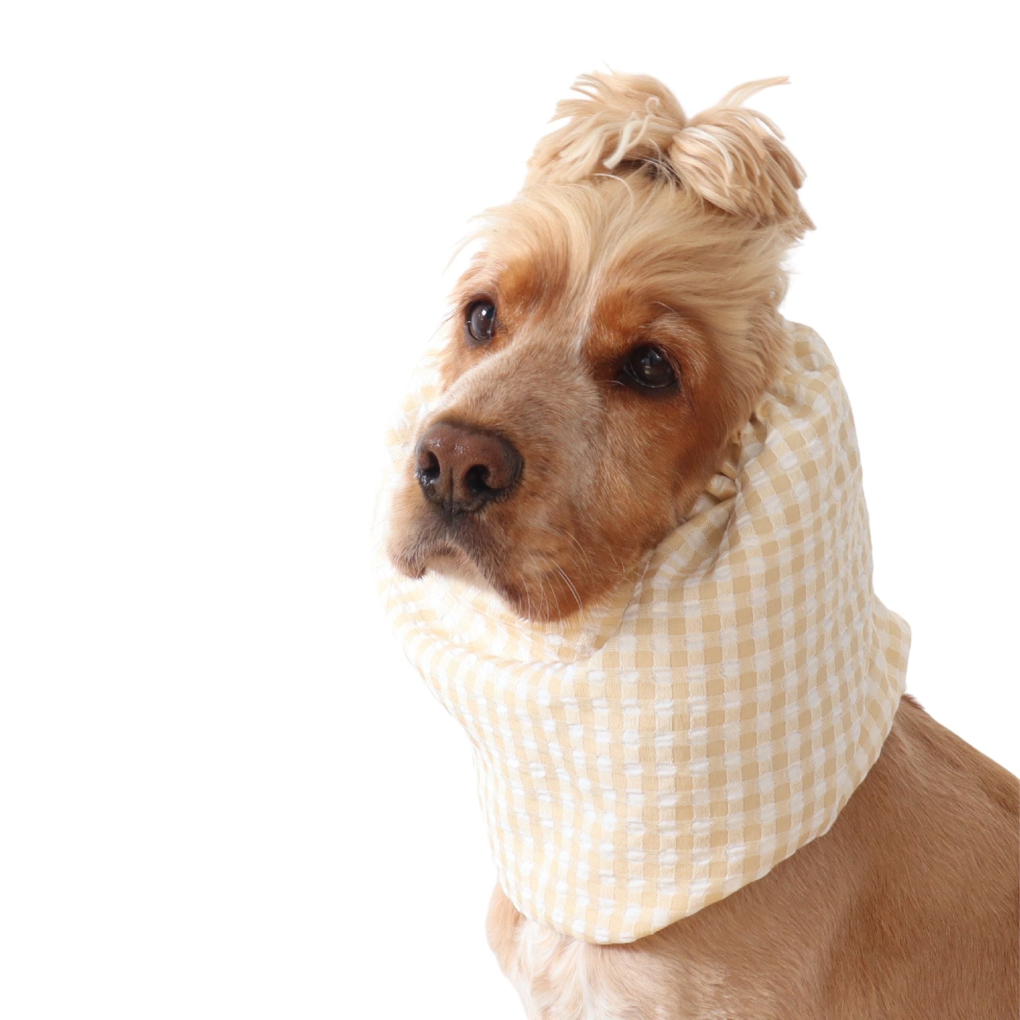 Golden English Cocker Spaniel wearing a beige and white gingham cotton dog snood over its long ears.