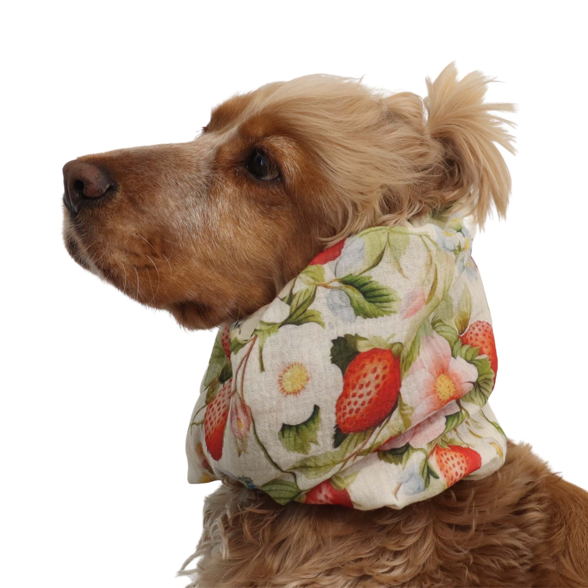 Summer cotton muslin ear cover snood for dogs Distinguish me Wild Strawberry with red strawberries and flowers