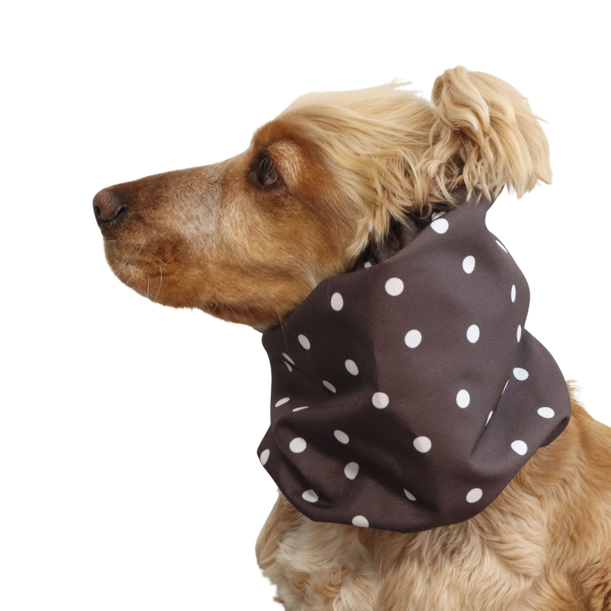 Side view of a Cocker Spaniel wearing the Espresso Dots waterproof snood, showing how it covers and protects the dog's long ears.