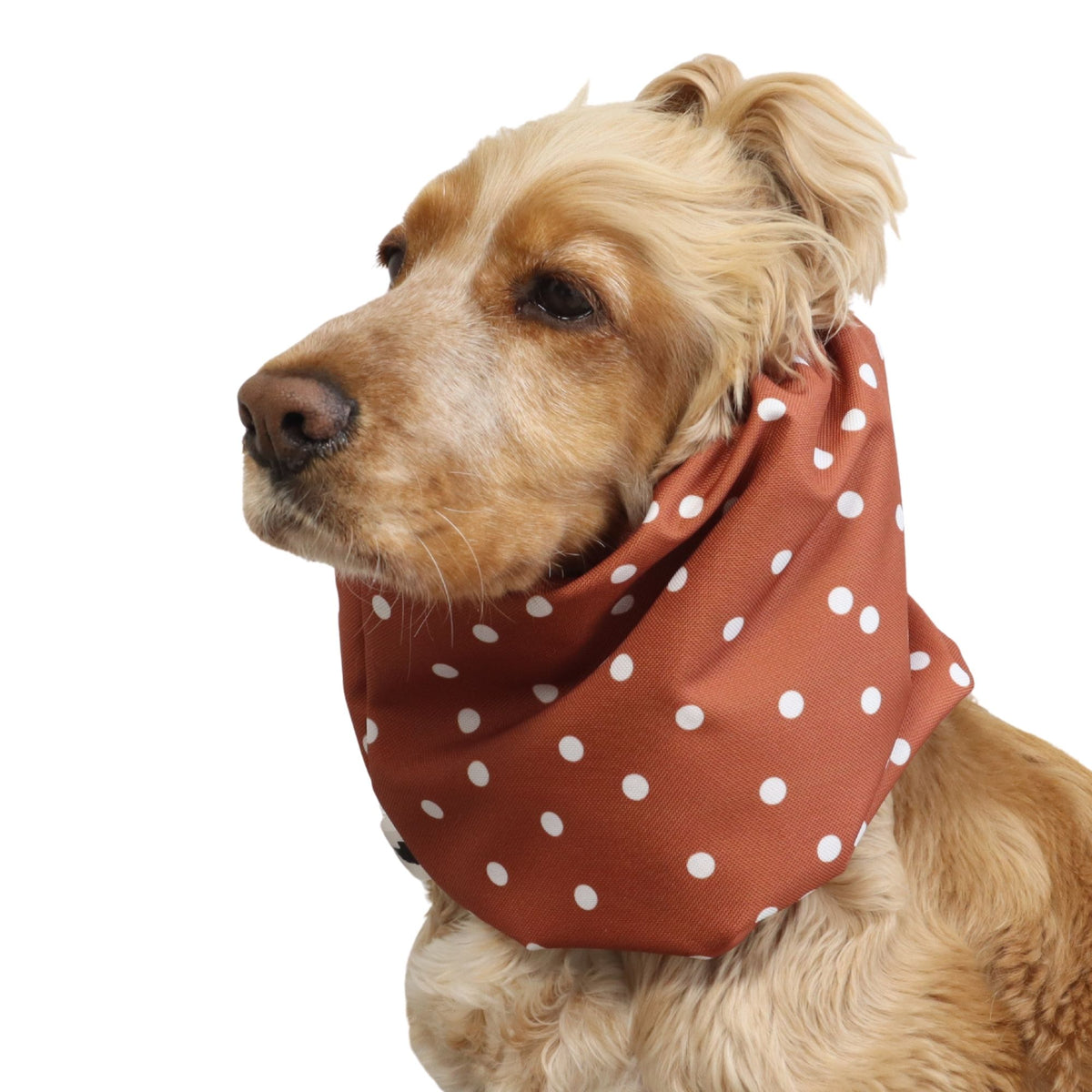 Front three-quarter view of a Cocker Spaniel wearing the Terracotta Dots waterproof dog snood, showing the full polka dot print and overall fit.