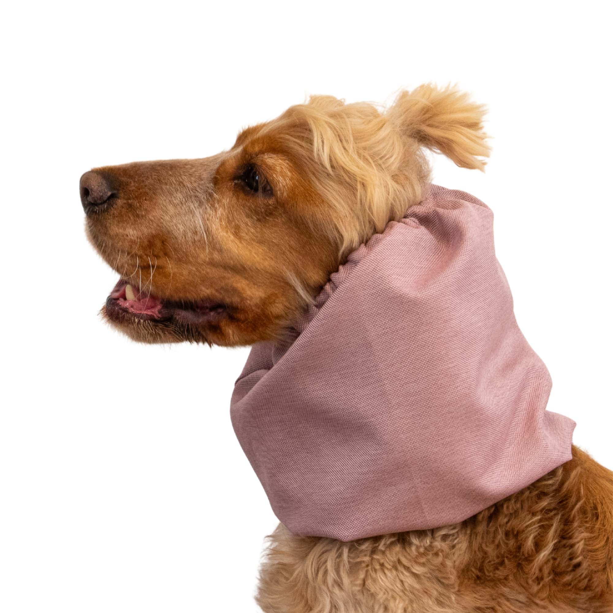 Dog Wearing Dog Snood From Distinguish Me