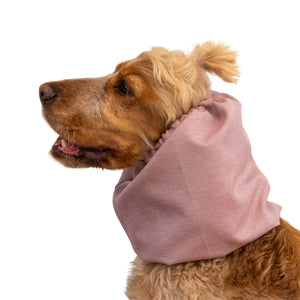 Dog Wearing Dog Snood From Distinguish Me