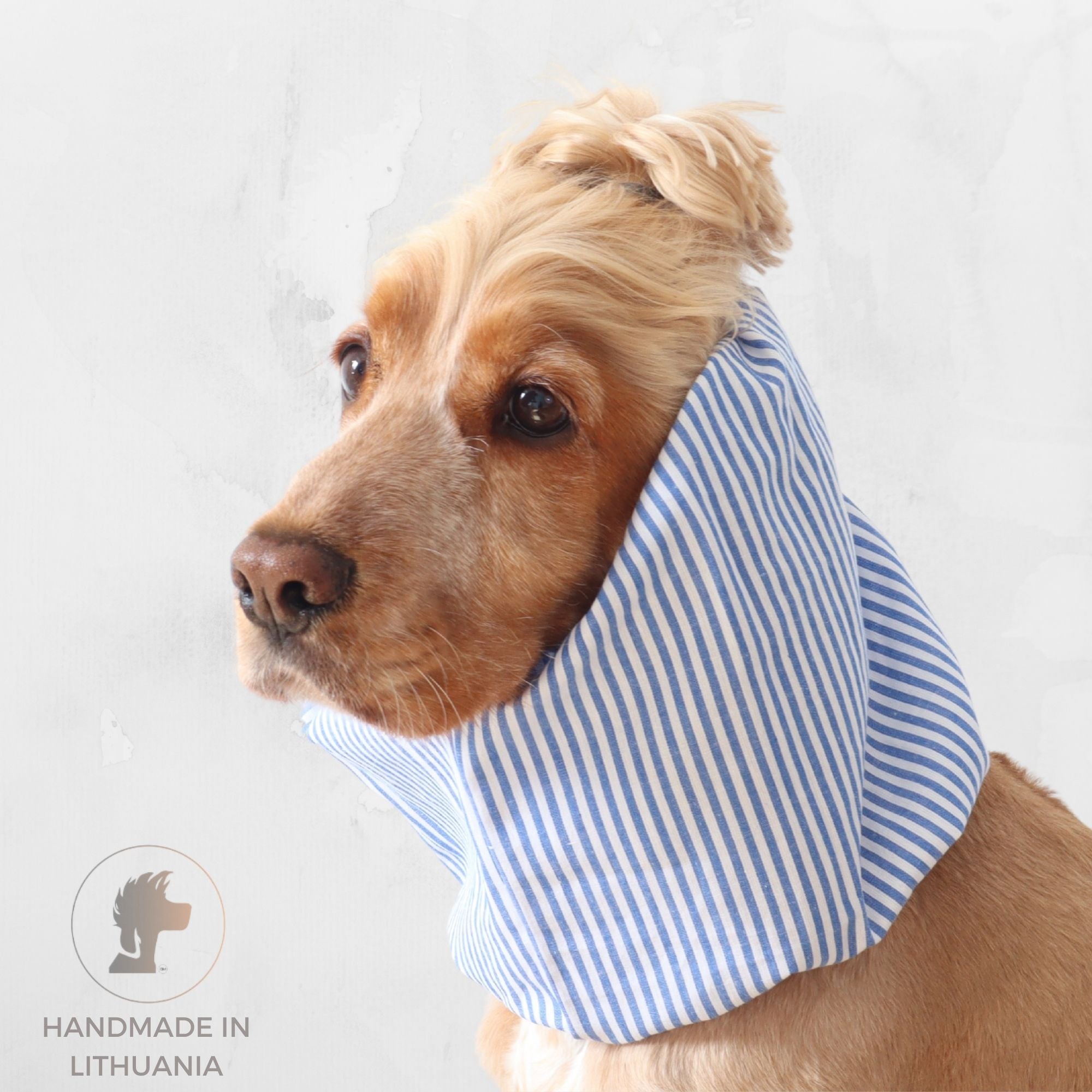 Golden English Cocker Spaniel wearing a blue and white striped cotton dog snood over its long ears.