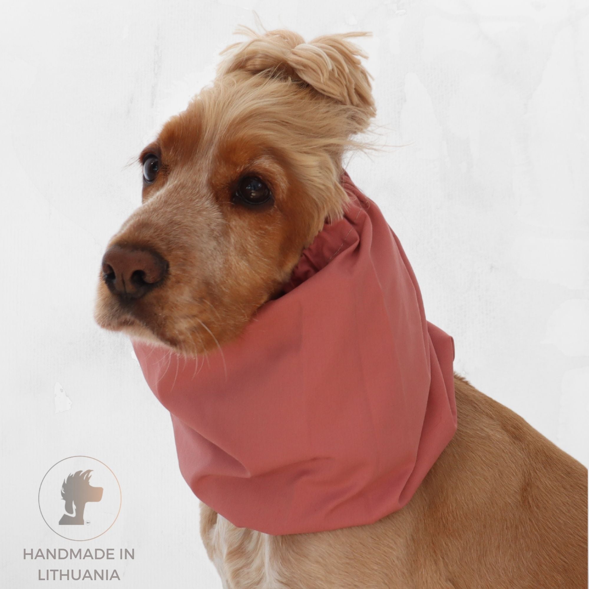 Golden English Cocker Spaniel wearing a solid dusty rose cotton dog snood over its long ears.