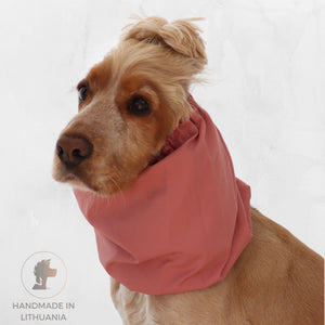 Golden English Cocker Spaniel wearing a solid dusty rose cotton dog snood over its long ears.
