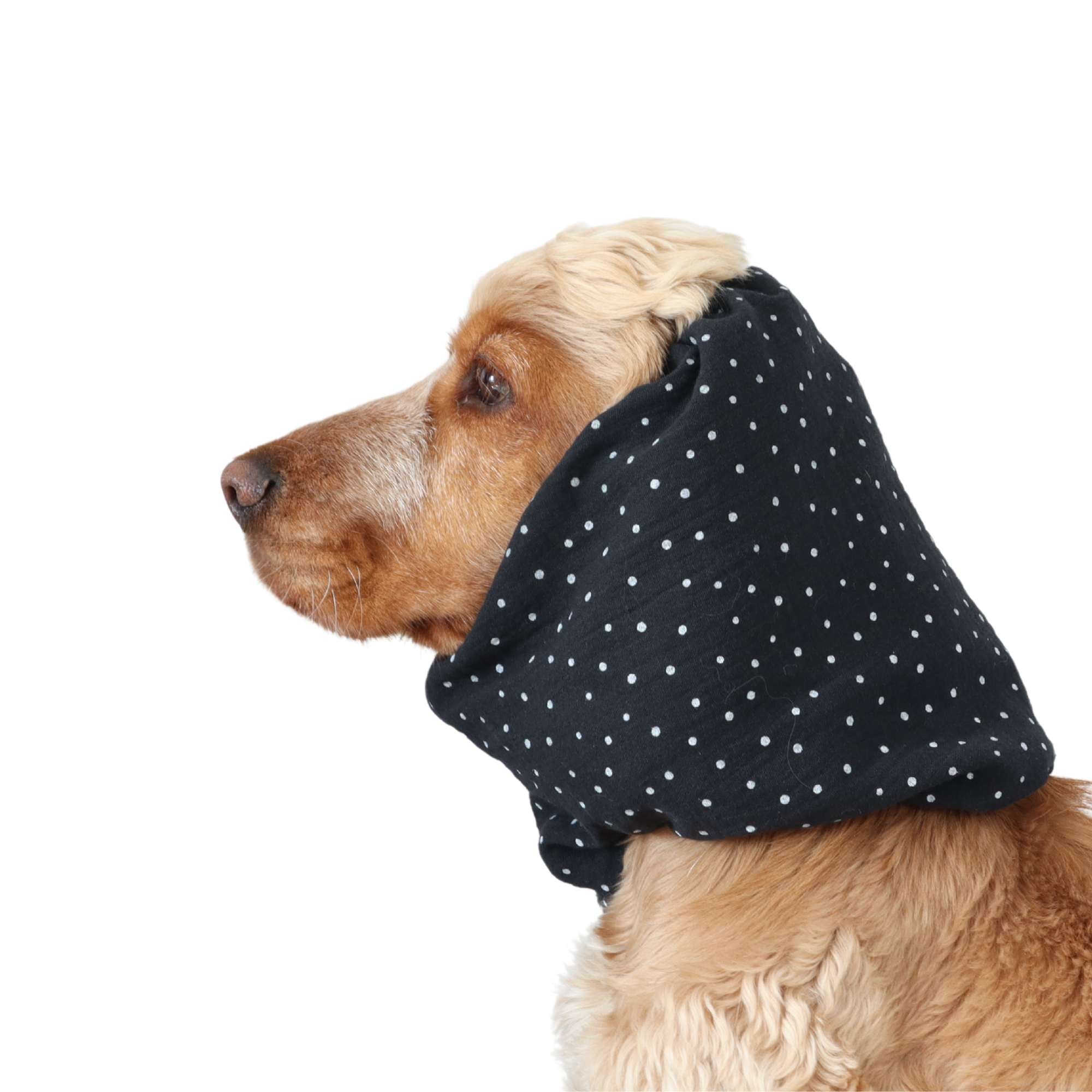 Dog with dog snood Black with dots from Distinguish Me