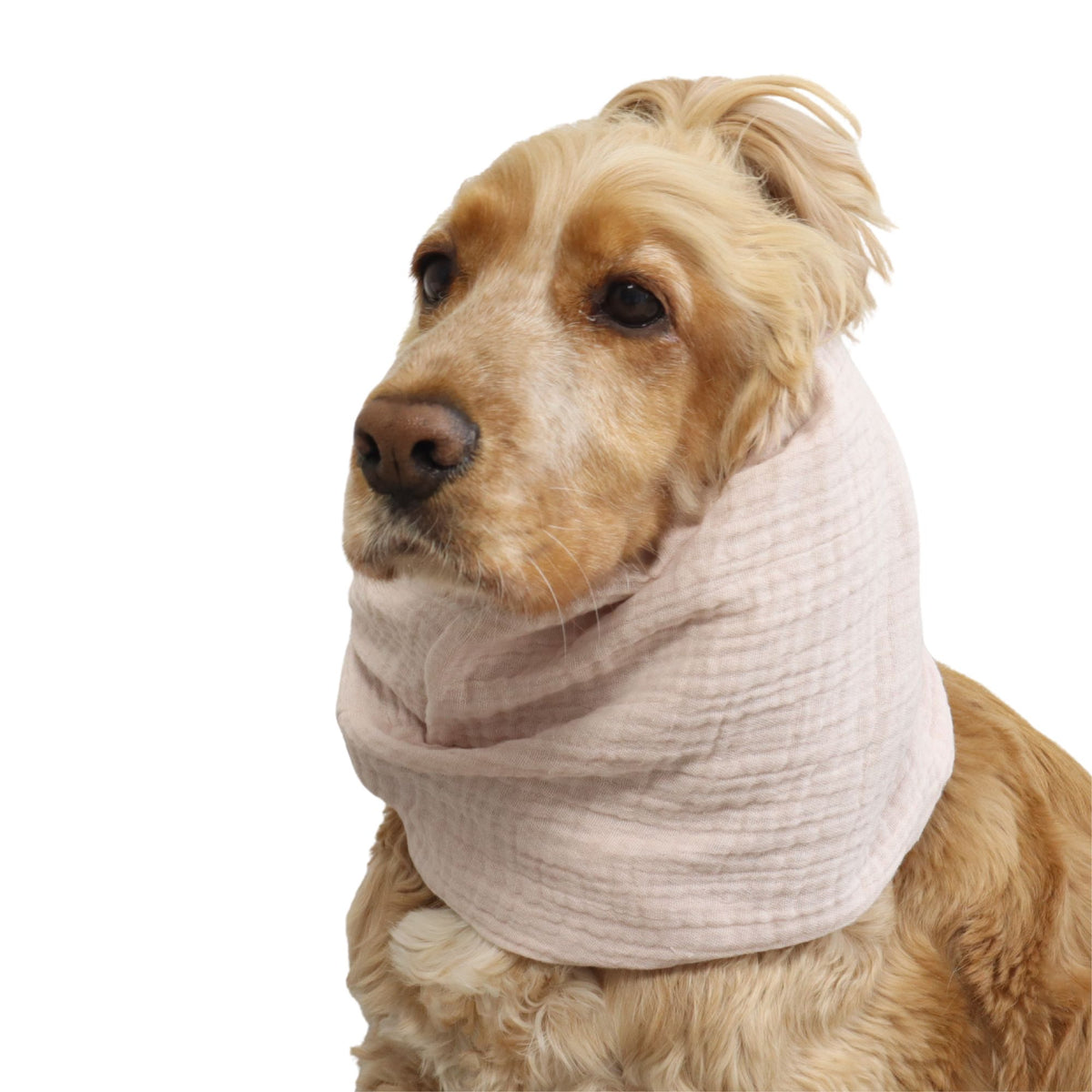 Front three-quarter view of a Cocker Spaniel wearing the Blush cotton muslin dog snood, showing the soft pink fabric and overall fit.