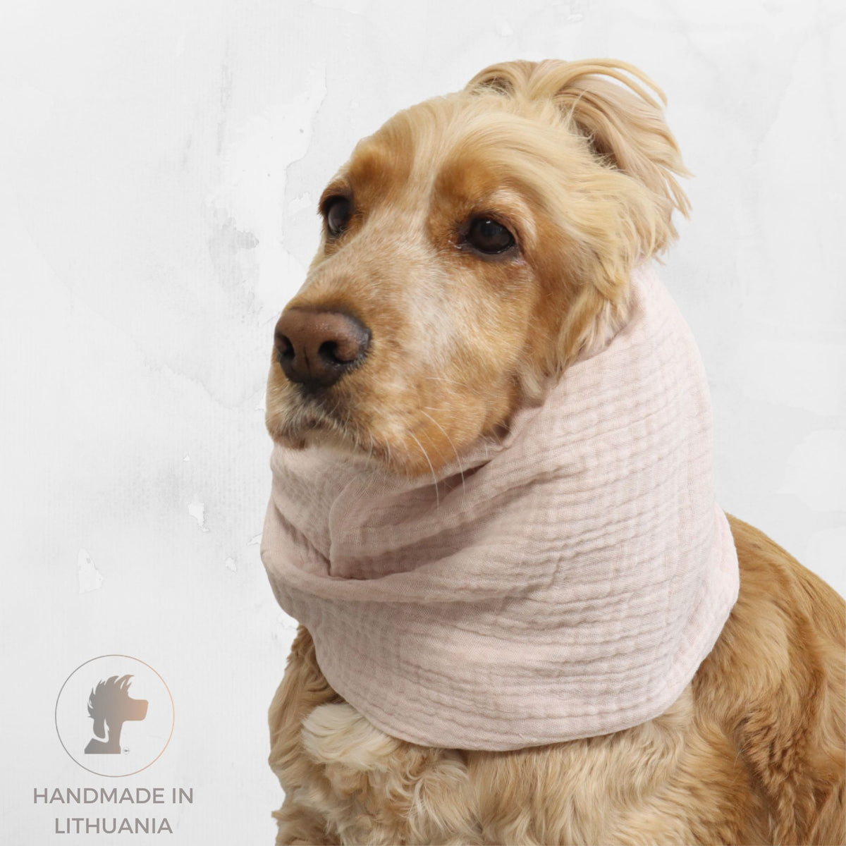Golden Cocker Spaniel wearing the Blush lightweight cotton muslin summer dog snood in a soft pale pink color.
