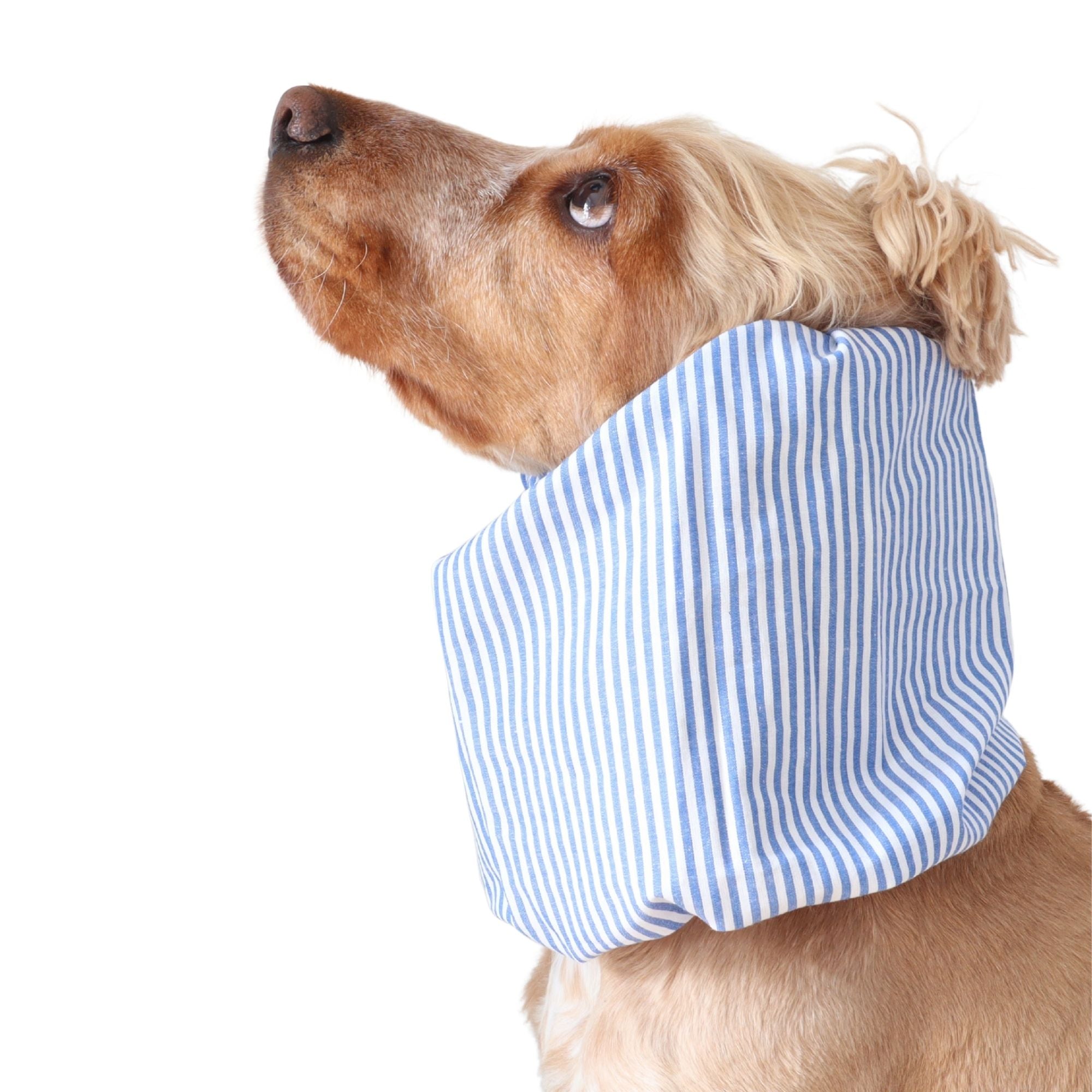 Golden English Cocker Spaniel wearing a blue and white striped cotton dog snood over its long ears.