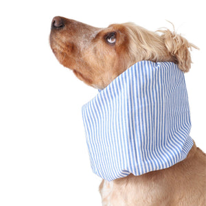 Golden English Cocker Spaniel wearing a blue and white striped cotton dog snood over its long ears.