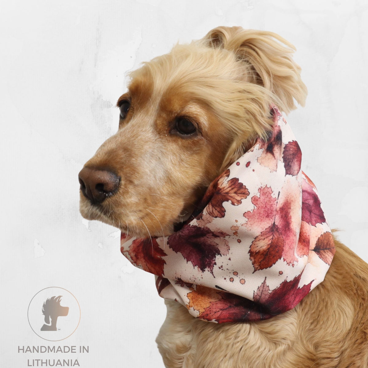 Golden Cocker Spaniel wearing the Autumn Maple waterproof dog snood with a red, burgundy and orange autumn leaf print.