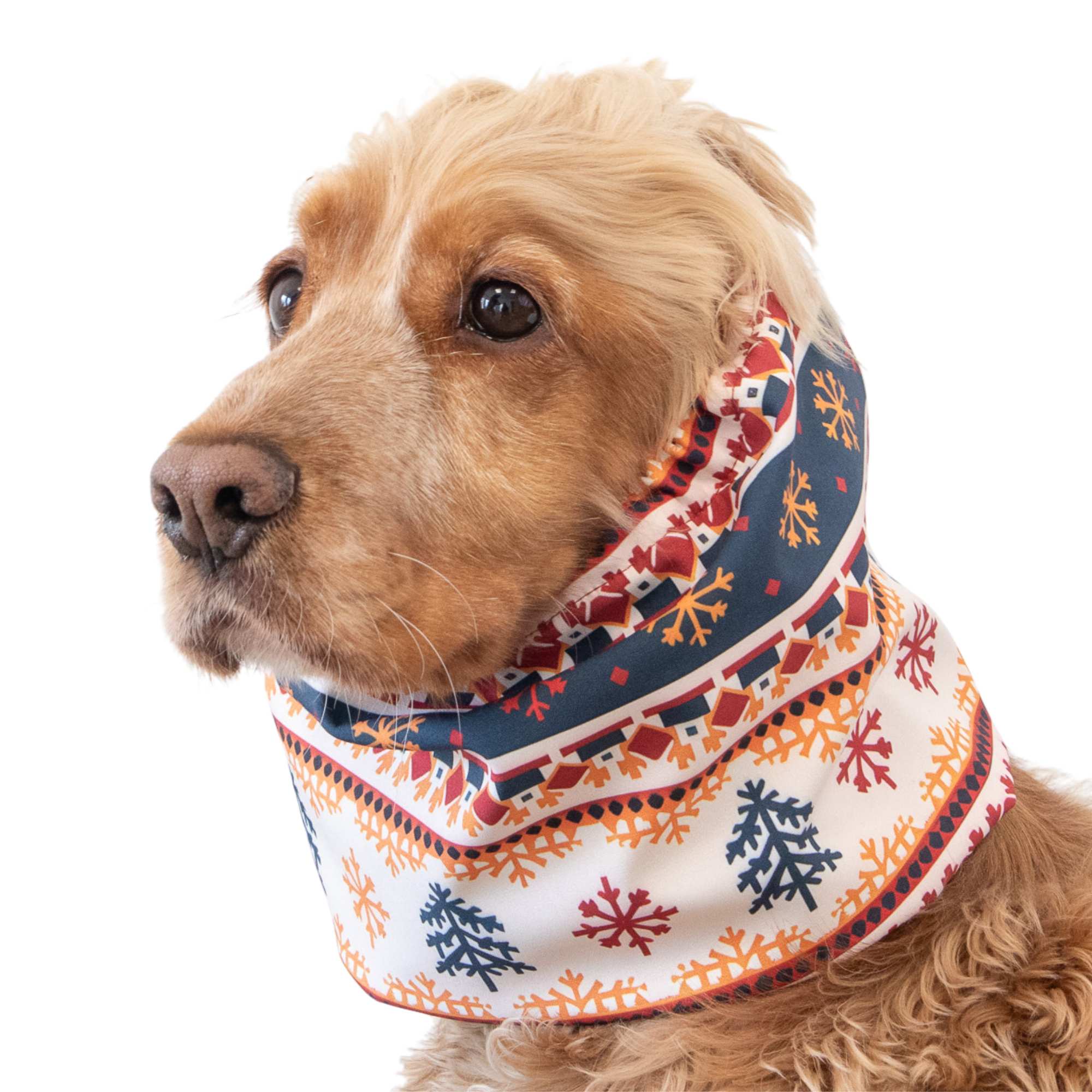 Waterproof dog ear cover for spaniel and cavalier dogs