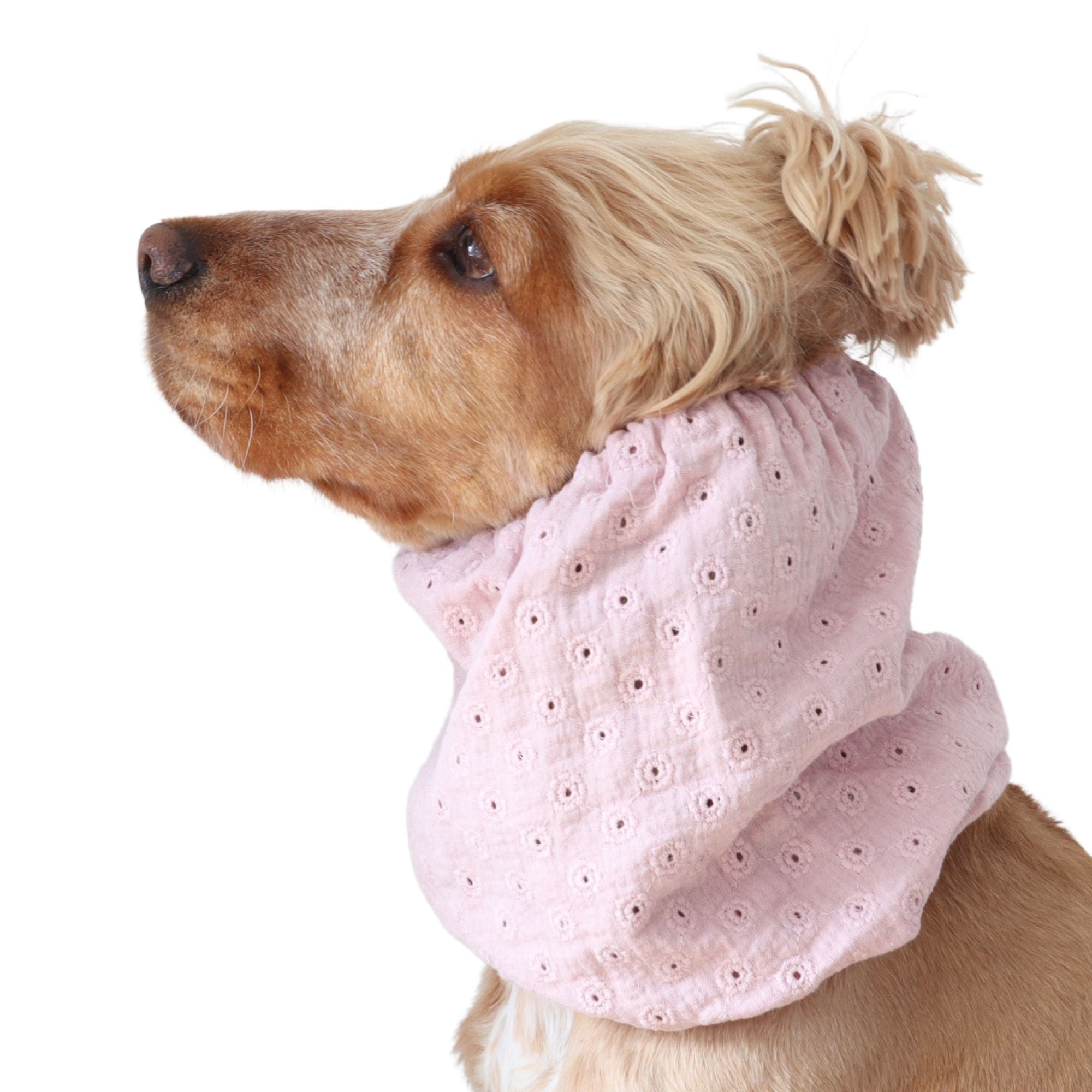 Golden English Cocker Spaniel wearing a blush pink embroidered cotton muslin dog snood with delicate eyelet details.
