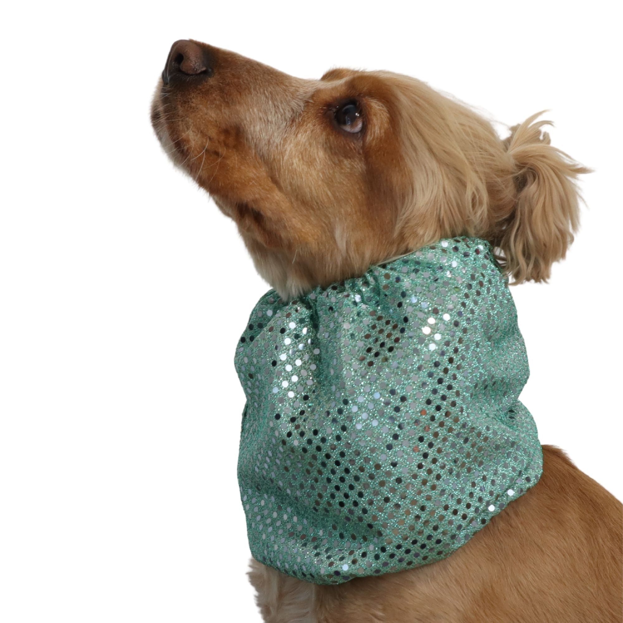 Dog with green snood