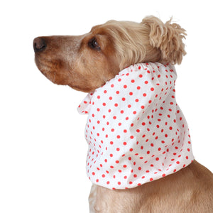 Golden English Cocker Spaniel wearing a white cotton dog snood patterned with bright red polka dots.