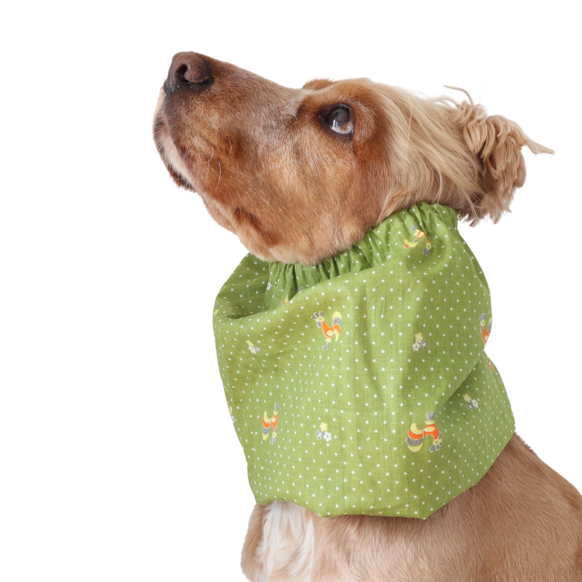 Golden English Cocker Spaniel wearing a green cotton snood with vintage roosters, tiny flowers and white dots.
