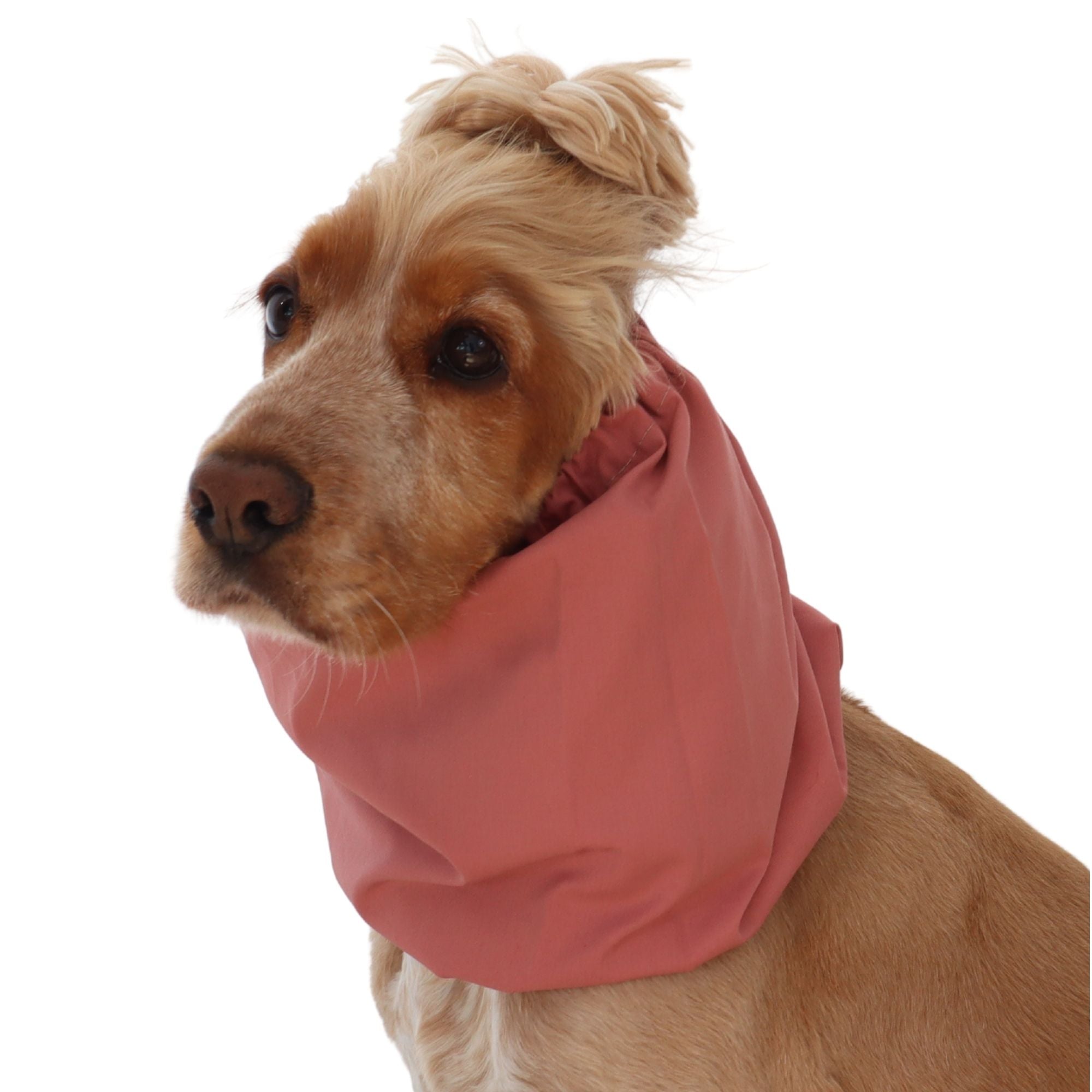 Golden English Cocker Spaniel wearing a solid dusty rose cotton dog snood over its long ears.