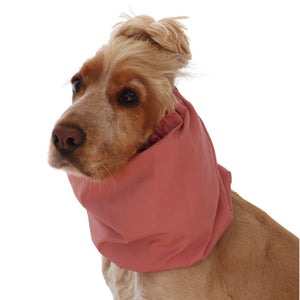 Golden English Cocker Spaniel wearing a solid dusty rose cotton dog snood over its long ears.