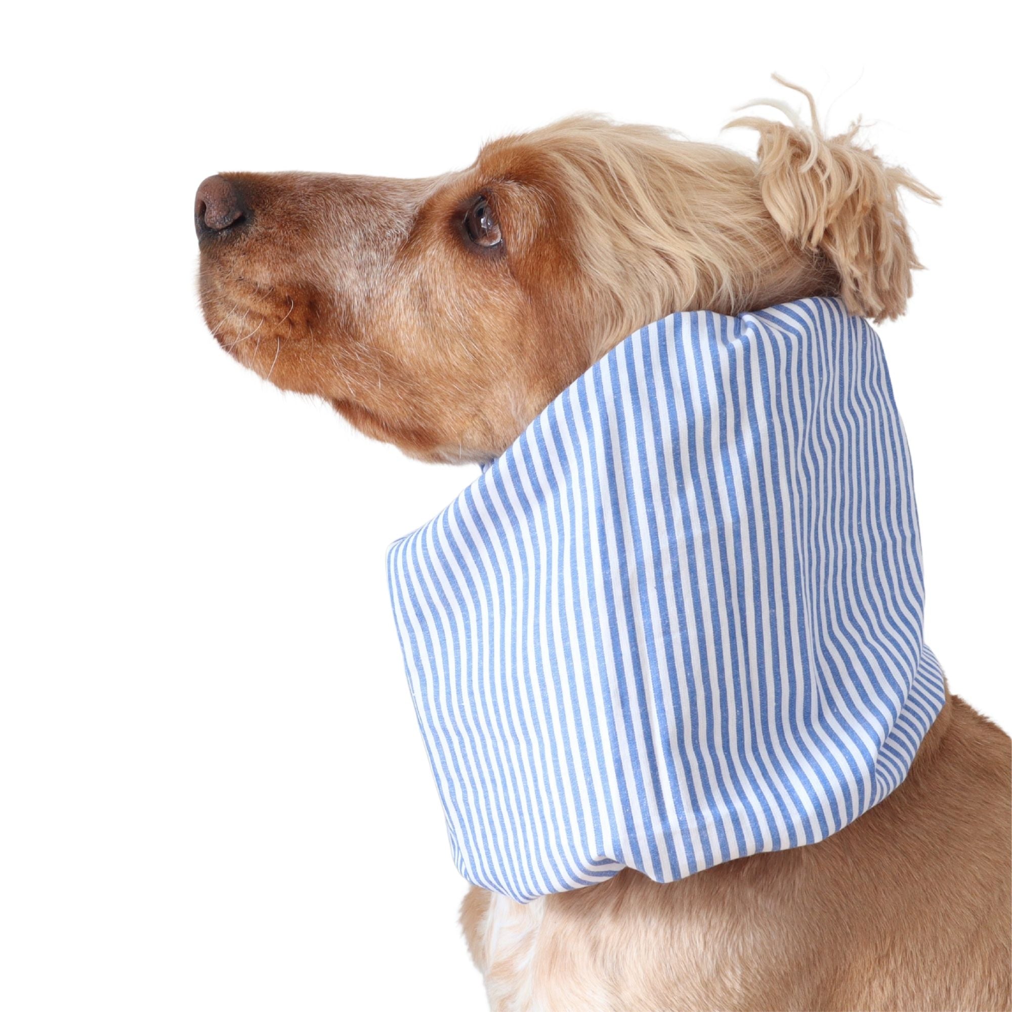 Golden English Cocker Spaniel wearing a blue and white striped cotton dog snood over its long ears.
