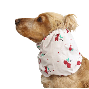 Cocker Spaniel wearing the Cherries summer snood from another angle, showing the lightweight cotton fabric and comfortable fit around the neck.