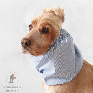 Golden English Cocker Spaniel wearing a fine blue and white pinstripe cotton muslin dog snood.