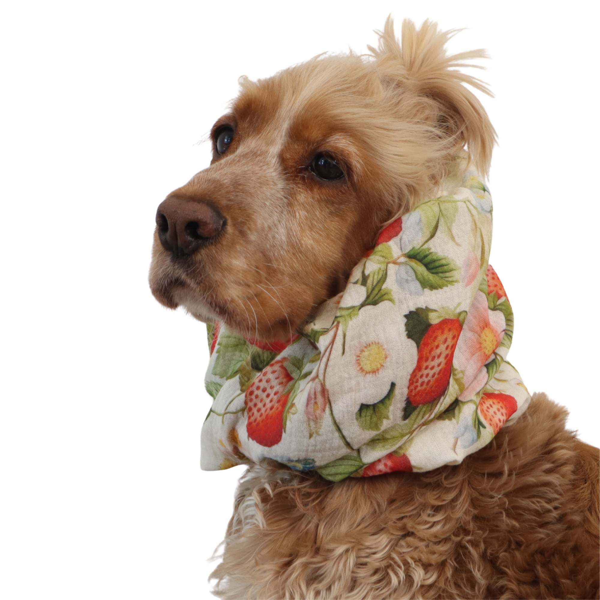 Long-eared dog snood by Distinguish me in Wild Strawberry cotton muslin fabric for daily walks and warm weather