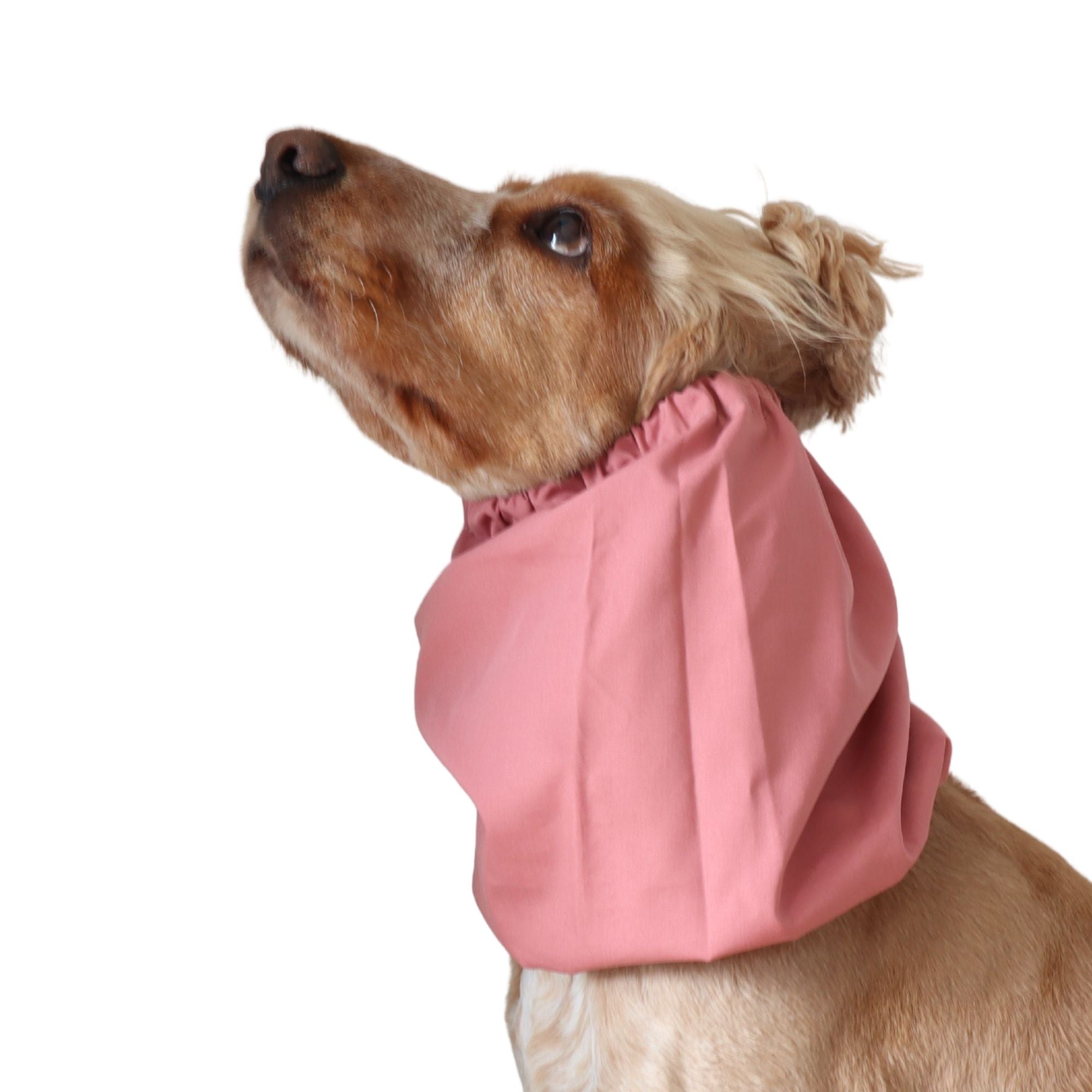 Golden English Cocker Spaniel wearing a solid dusty rose cotton dog snood over its long ears.