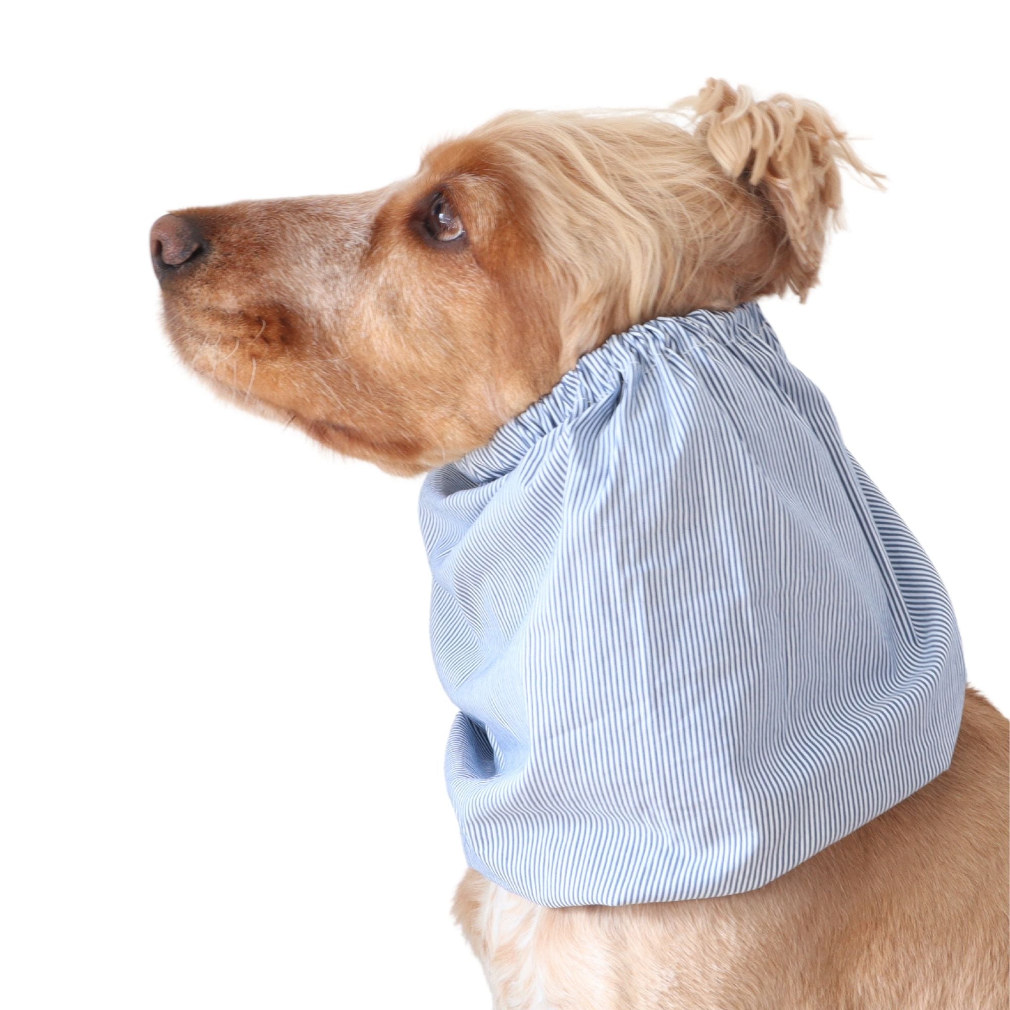 Golden English Cocker Spaniel wearing a fine blue and white pinstripe cotton muslin dog snood.