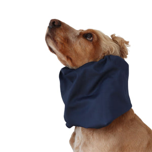 Golden English Cocker Spaniel wearing a solid deep navy cotton dog snood over its long ears.