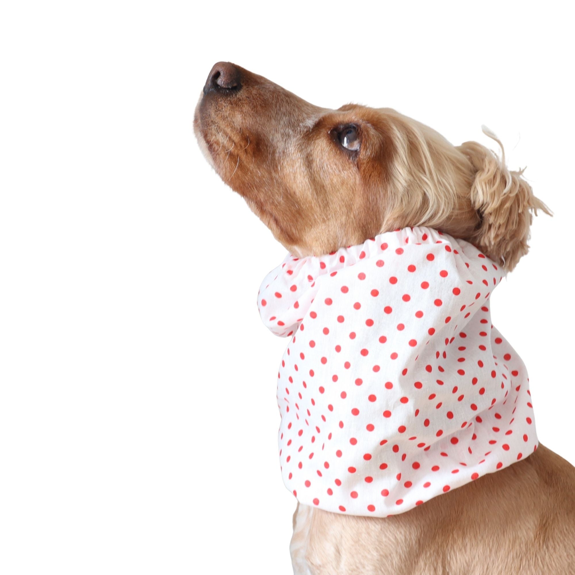 Golden English Cocker Spaniel wearing a white cotton dog snood patterned with bright red polka dots.