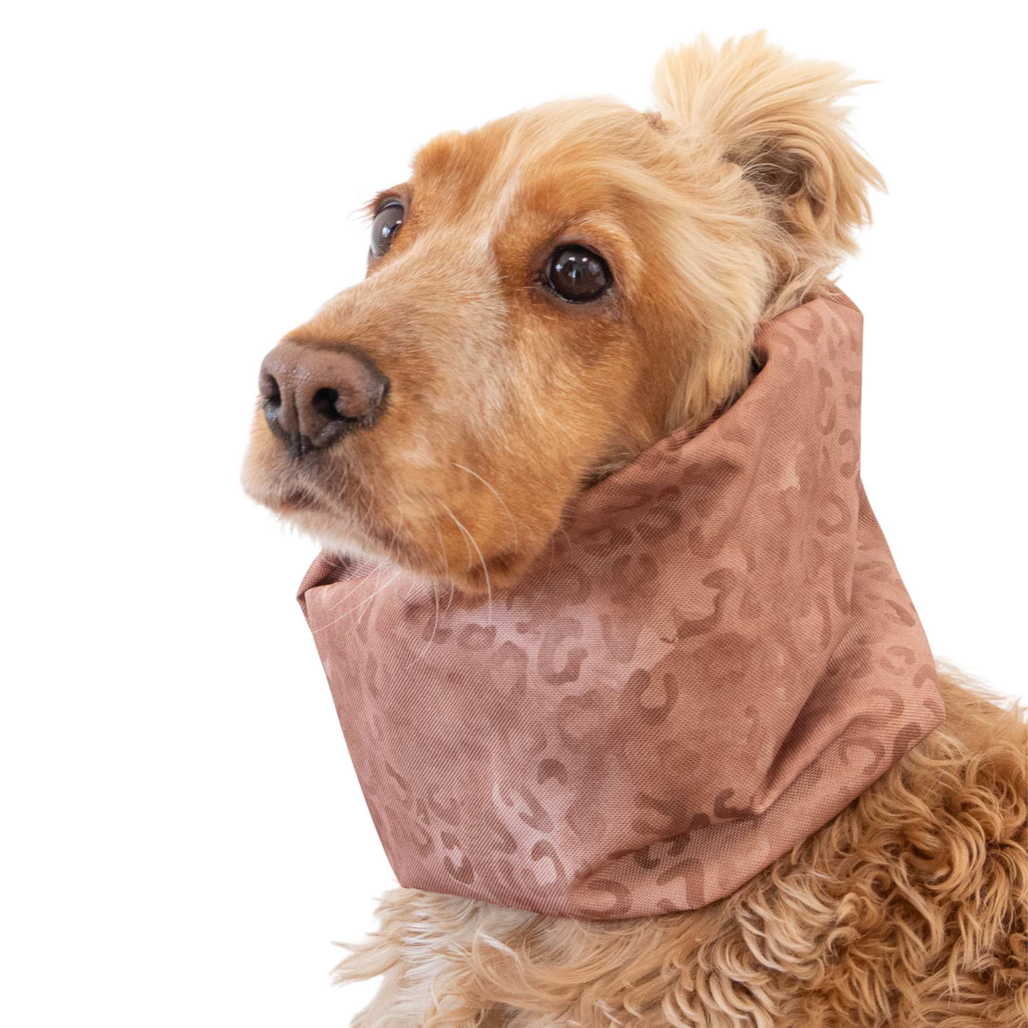 Dog snood protecting ears from dirt and moisture
