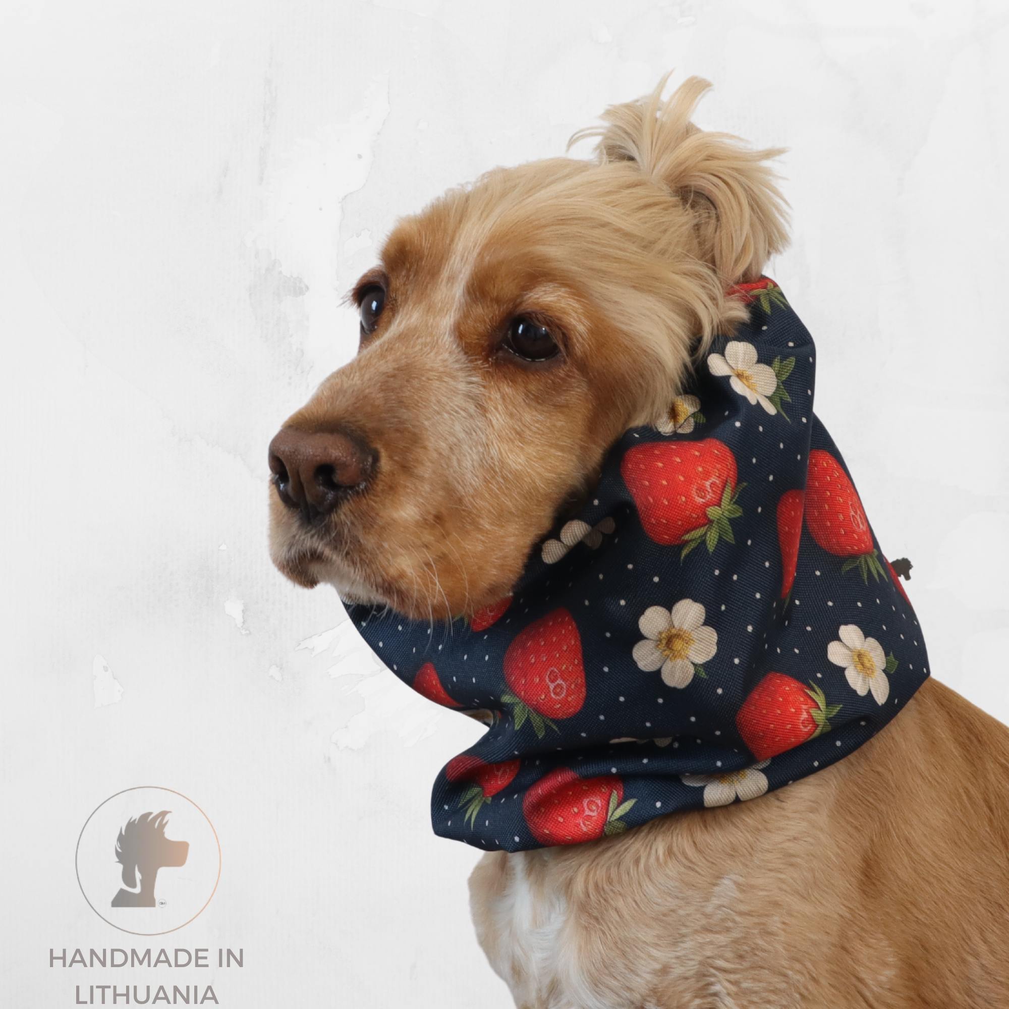 Waterproof dog snood with a strawberry and white flower print on a dark navy background, worn by a dog as an ear cover for long-eared breeds.
