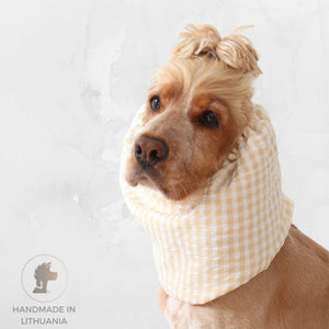 Golden English Cocker Spaniel wearing a beige and white gingham cotton dog snood over its long ears.