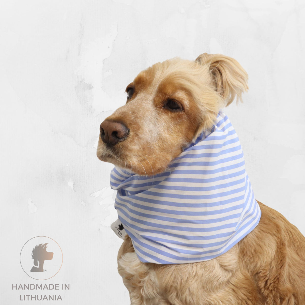 Golden Cocker Spaniel wearing the Captain’s Style lightweight cotton summer dog snood with blue and white horizontal stripes.