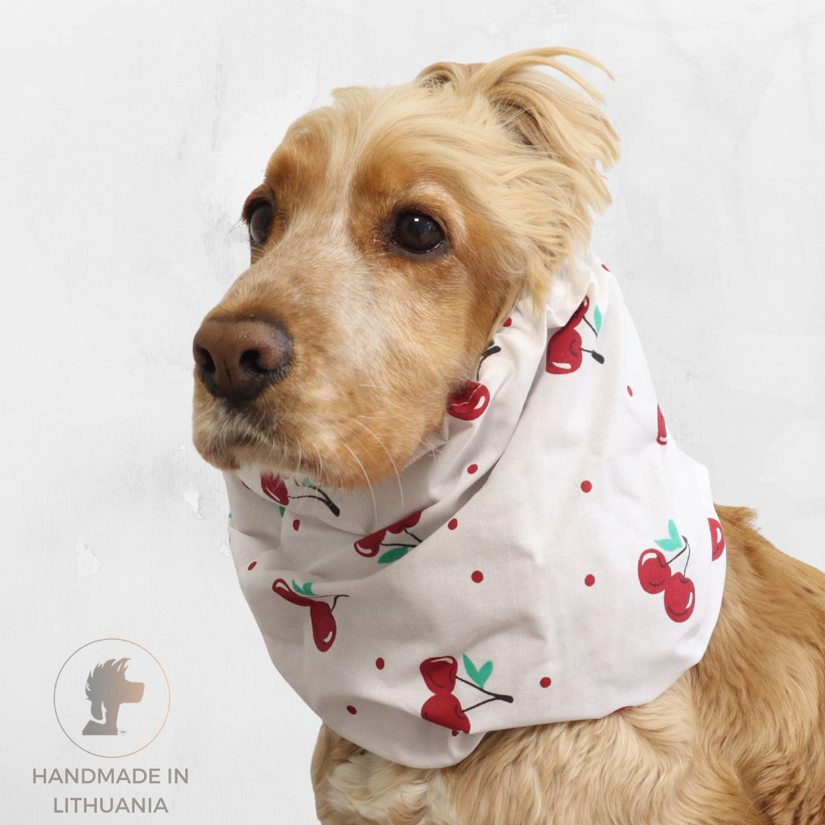Golden Cocker Spaniel wearing the Cherries lightweight cotton summer dog snood with a white fabric and red cherry print.