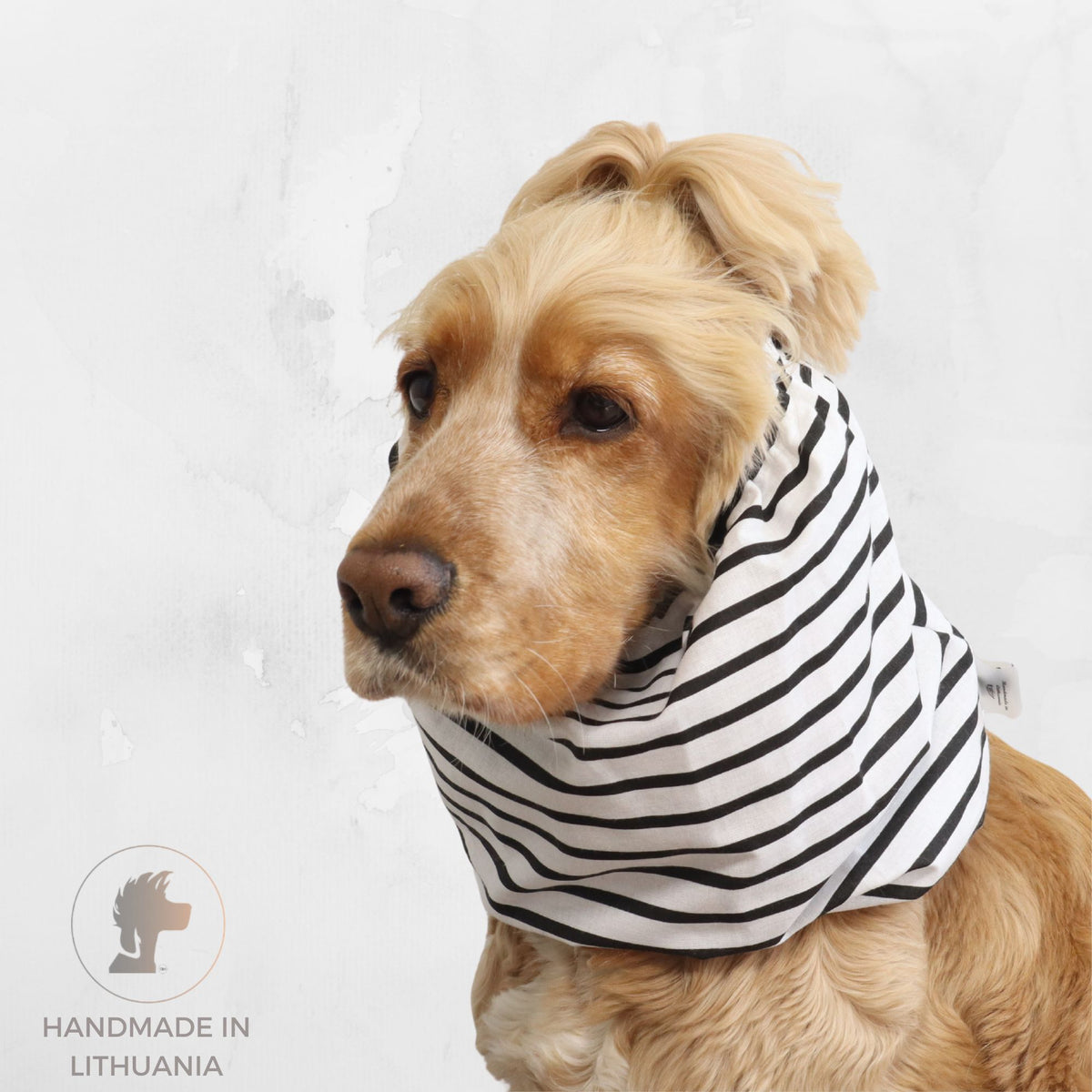 Golden Cocker Spaniel wearing the Mono Stripes lightweight cotton summer dog snood with a black and white striped pattern.