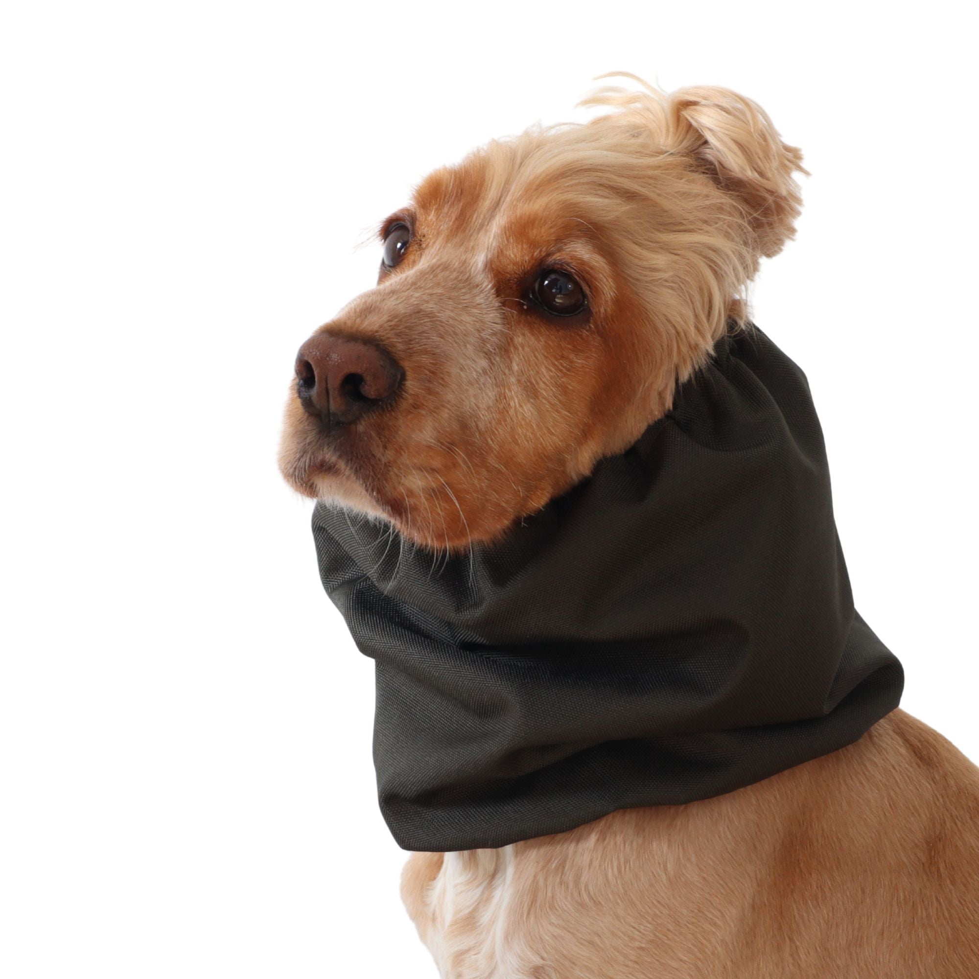 distinguish me waterproof cocker spaniel ear snood