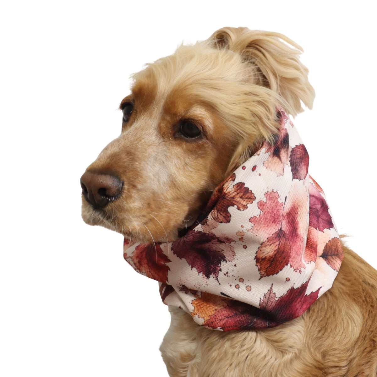 Front three-quarter view of a Cocker Spaniel wearing the Autumn Maple waterproof dog snood, showing the full autumn leaf print and overall fit.